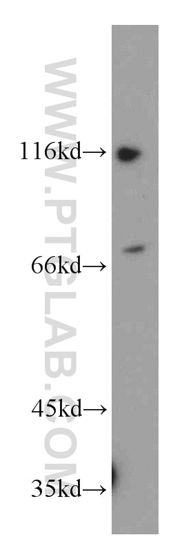 Western Blot (WB) analysis of COLO 320 cells using POLA2 Polyclonal antibody (21778-1-AP)