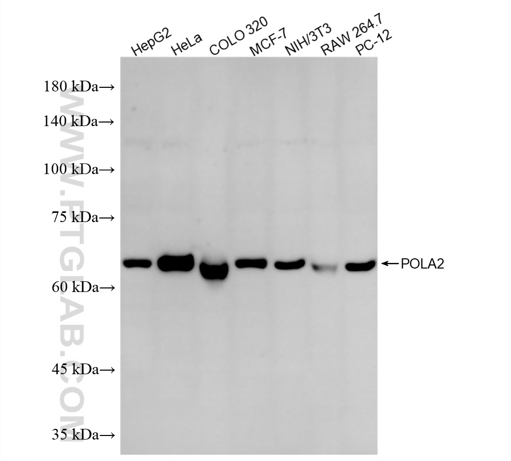 Western Blot (WB) analysis of various lysates using POLA2 Recombinant monoclonal antibody (86856-1-RR)