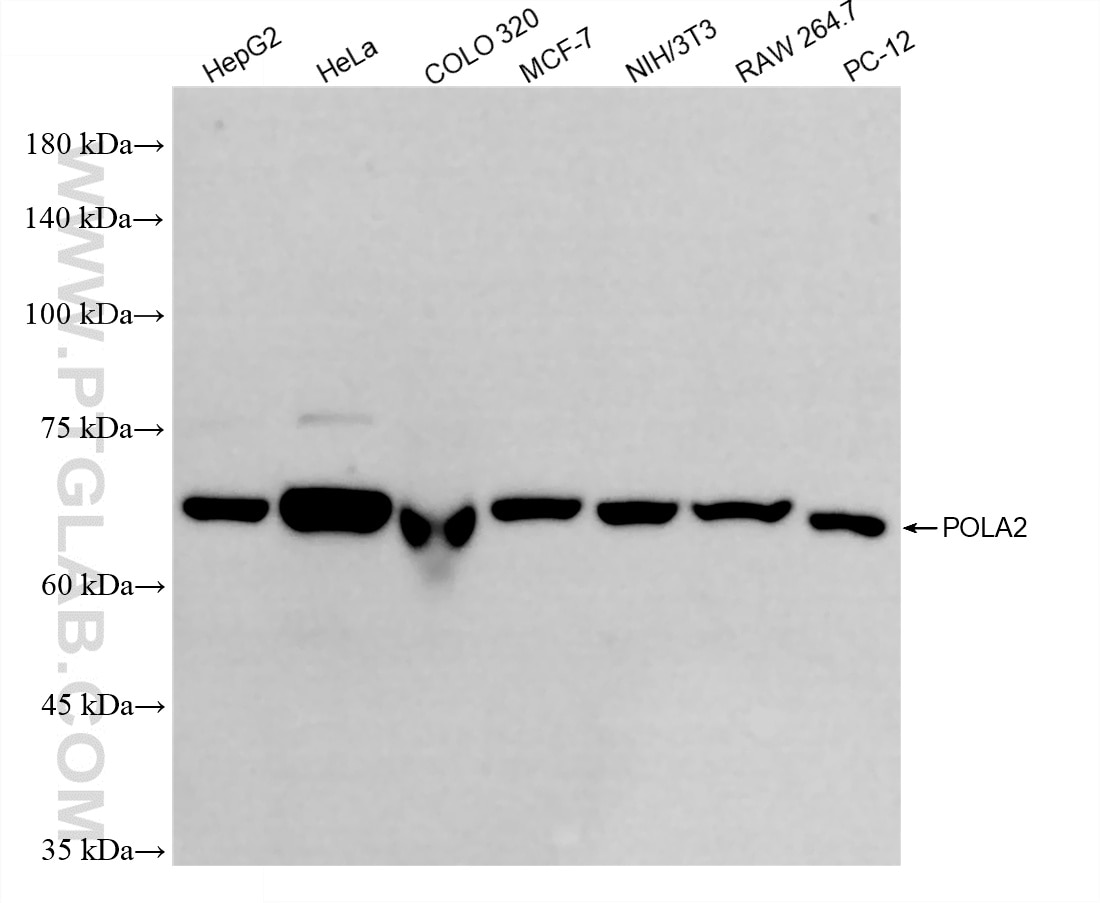 Various lysates were subjected to SDS PAGE followed by western blot with 86856-3-RR (POLA2 antibody) at dilution of 1:10000 incubated at room temperature for 1.5 hours. Western Blot (WB) analysis of various lysates using POLA2 Recombinant monoclonal antibody (86856-3-RR)