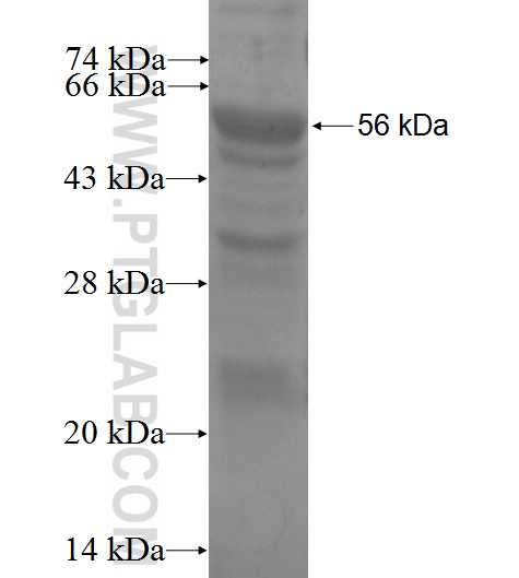 POLA2 fusion protein Ag0271 SDS-PAGE