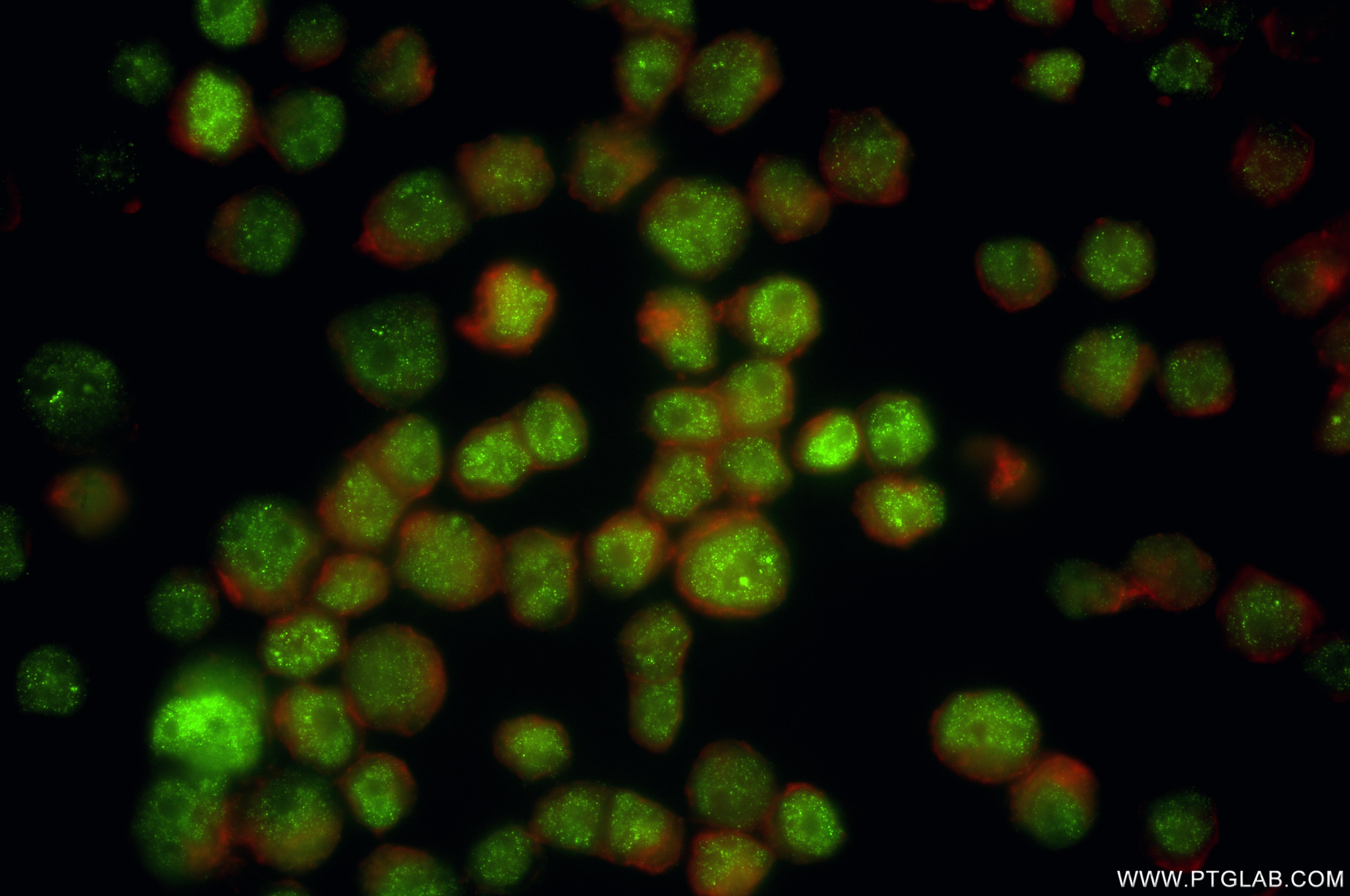 Immunofluorescent analysis of (4% PFA) fixed COLO 320 cells using POLB antibody (86680-2-RR, Clone: 251689E10 ) at dilution of 1:500 and CoraLite®488-Conjugated Goat Anti-Rabbit IgG(H+L) (SA00013-2), CL594-Phalloidin (red). This data was developed using the same antibody clone with 86680-2-PBS in a different storage buffer formulation. Immunofluorescence (IF) / fluorescent staining of COLO 320 cells using POLB Recombinant monoclonal antibody (86680-2-RR)