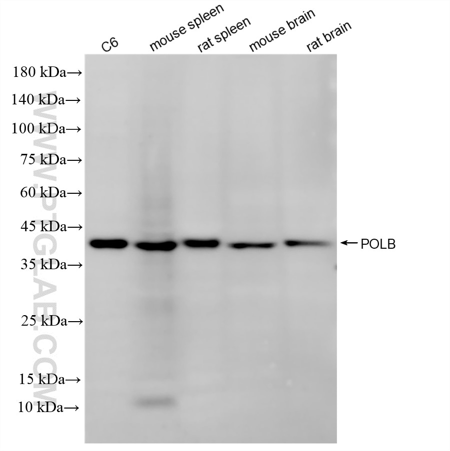 Various lysates were subjected to SDS PAGE followed by western blot with 86680-2-RR (POLB antibody) at dilution of 1:2000 incubated at room temperature for 1.5 hours. This data was developed using the same antibody clone with 86680-2-PBS in a different storage buffer formulation. Western Blot (WB) analysis of various lysates using POLB Recombinant monoclonal antibody (86680-2-RR)