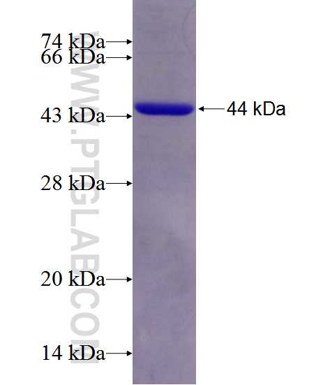 POLB fusion protein Ag12496 SDS-PAGE