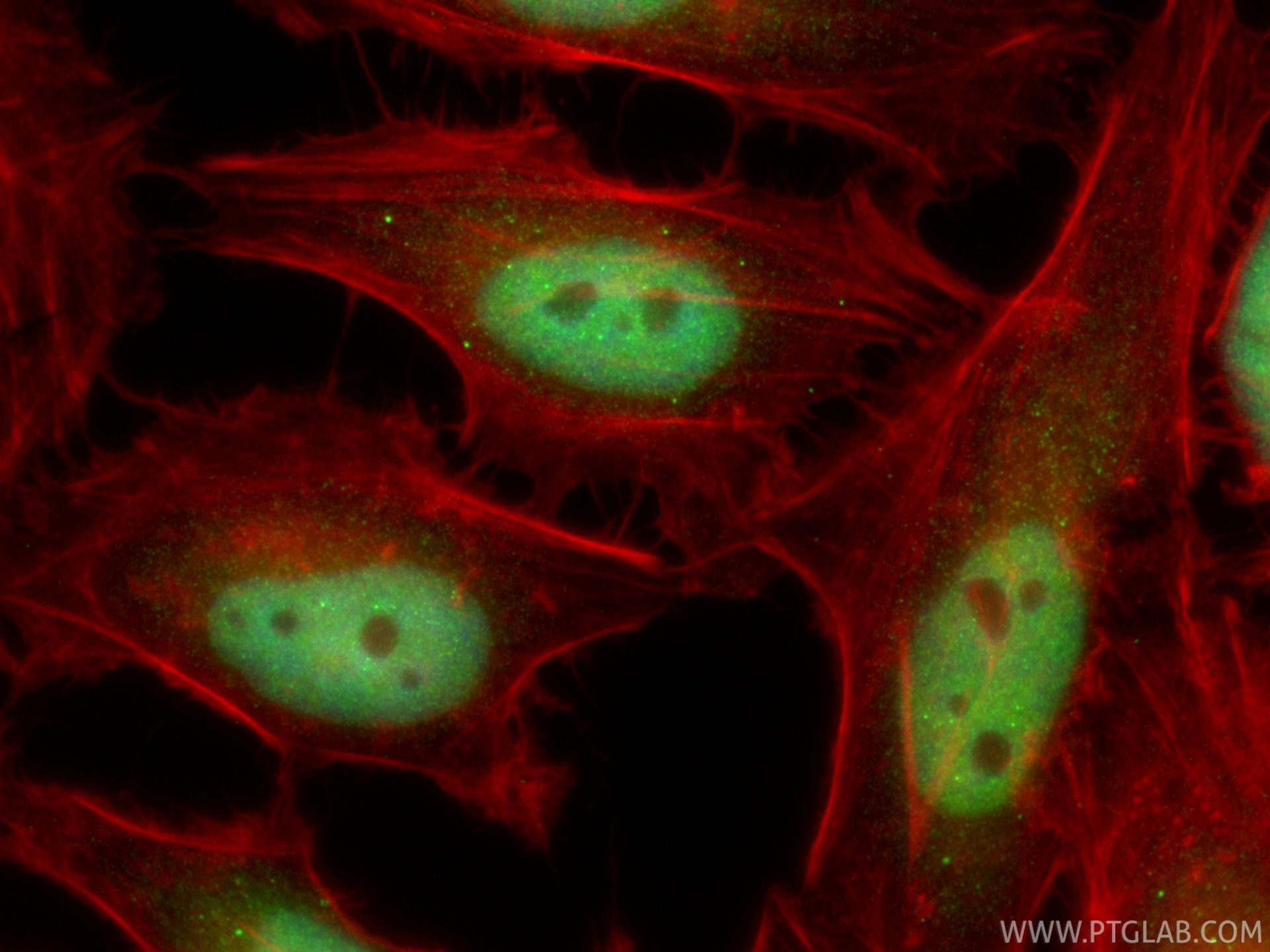 Immunofluorescence (IF) / fluorescent staining of HeLa cells using POLD1 Polyclonal antibody (15646-1-AP)