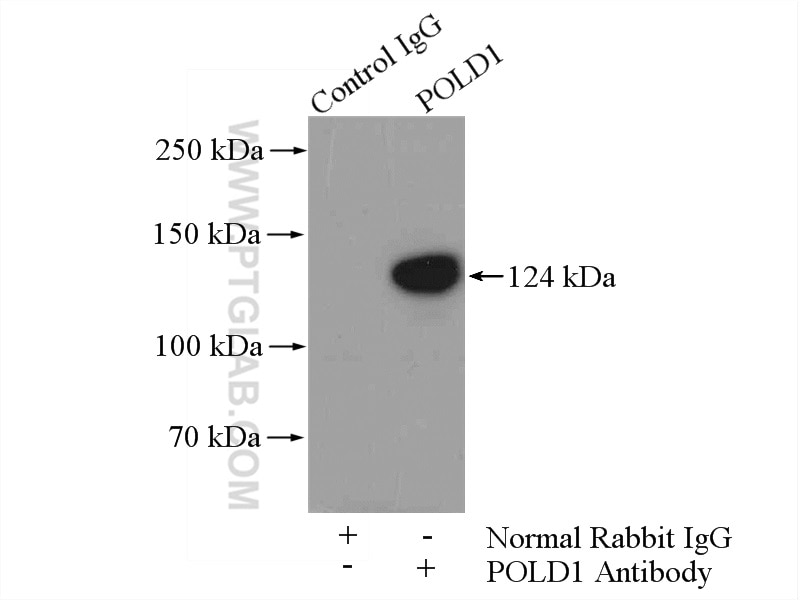 Immunoprecipitation (IP) experiment of HeLa cells using POLD1 Polyclonal antibody (15646-1-AP)