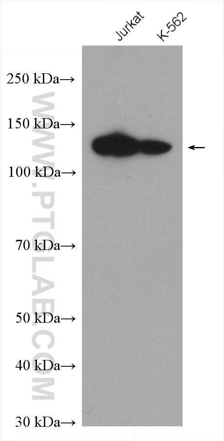Western Blot (WB) analysis of various lysates using POLD1 Polyclonal antibody (15646-1-AP)