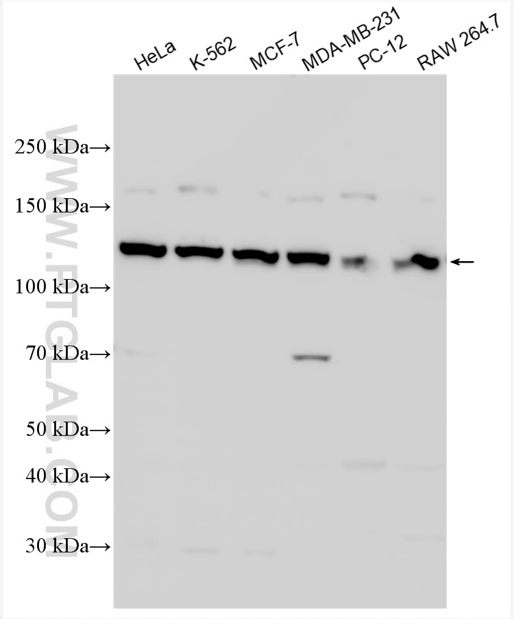 WB analysis using 15646-1-AP Western Blot (WB) analysis of various lysates using POLD1 Polyclonal antibody (15646-1-AP)