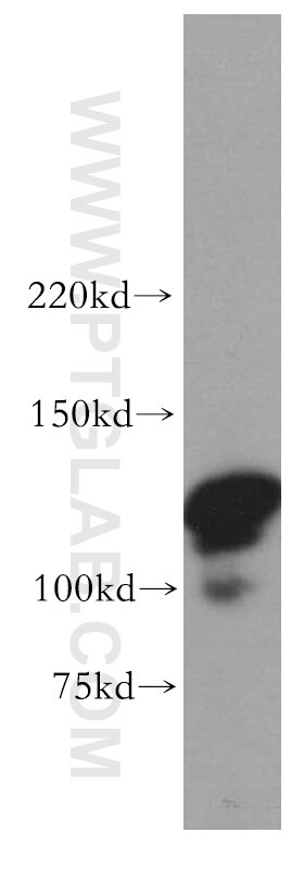 Western Blot (WB) analysis of MCF-7 cells using POLD1 Polyclonal antibody (15646-1-AP)