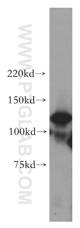 Western Blot (WB) analysis of K-562 cells using POLD1 Polyclonal antibody (15646-1-AP)