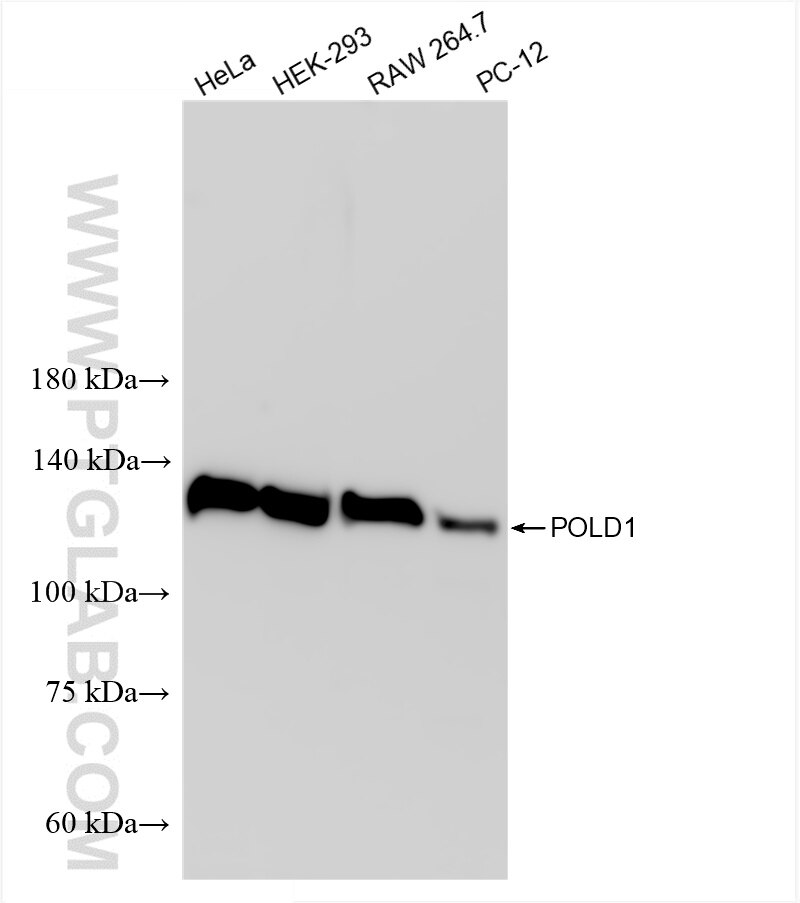 Western Blot (WB) analysis of various lysates using POLD1 Recombinant antibody (86197-2-RR)