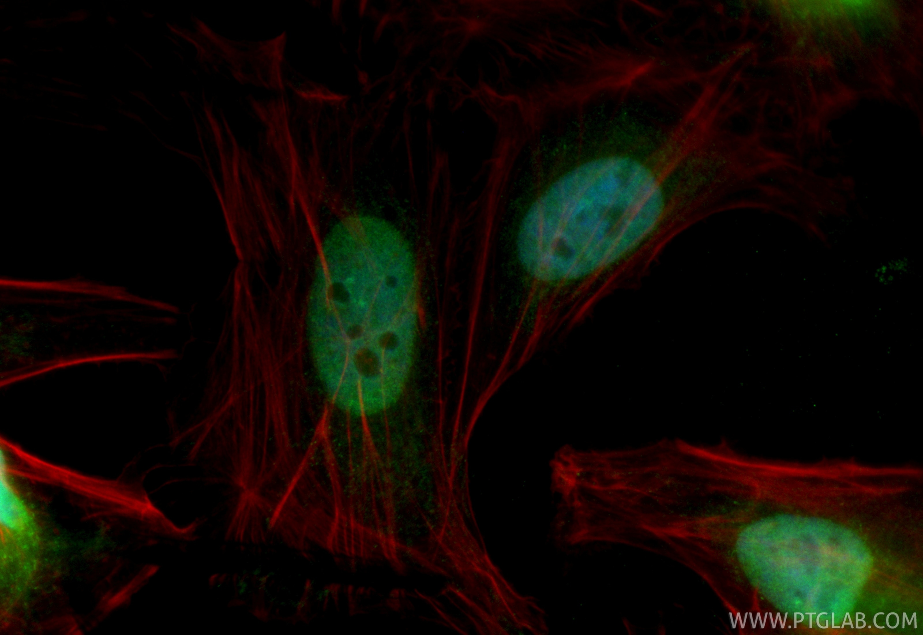 Immunofluorescence (IF) / fluorescent staining of HeLa cells using CoraLite® Plus 488-conjugated POLD1 Recombinant mo (CL488-86197-2)