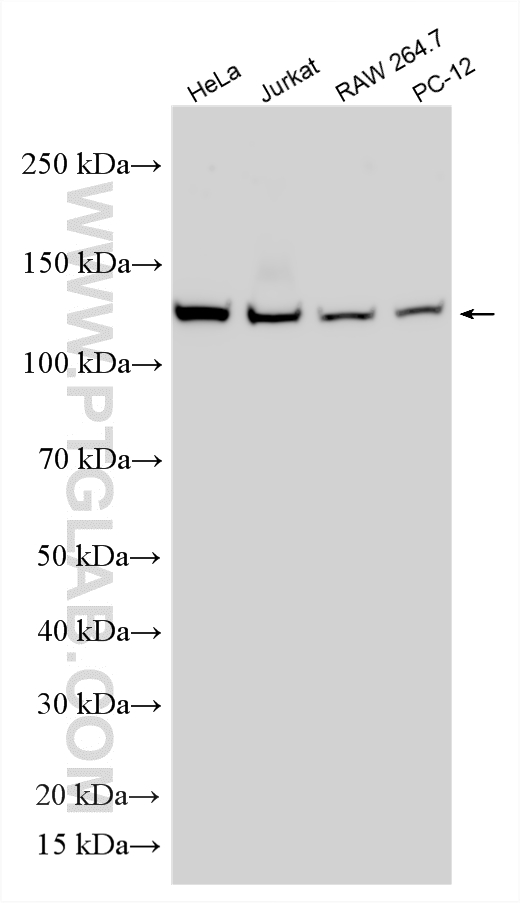 WB analysis using RMX00101 Western Blot (WB) analysis of various lysates using Multi-rAb® POLD1 Multi-Recombinant antibody (RMX00101)
