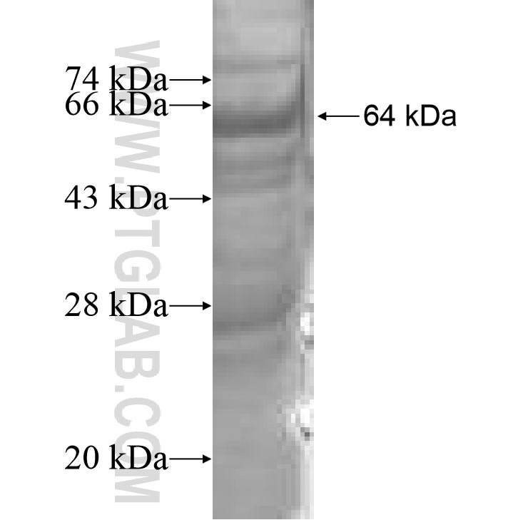 POLD1 fusion protein Ag8178 SDS-PAGE