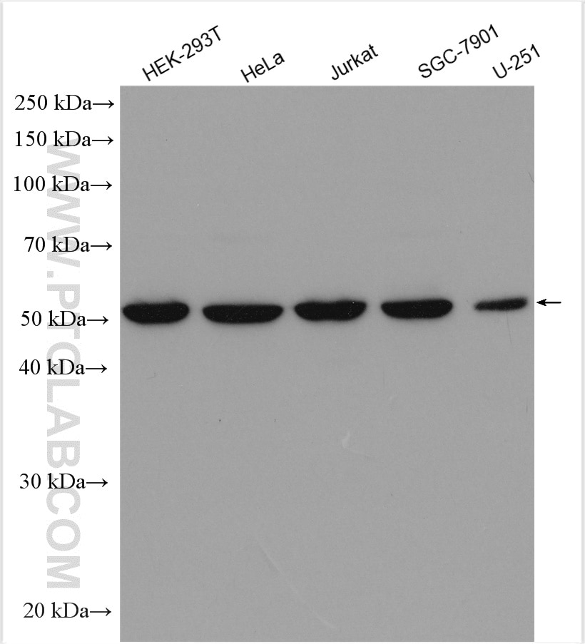 Western Blot (WB) analysis of various lysates using POLD2 Polyclonal antibody (29765-1-AP)
