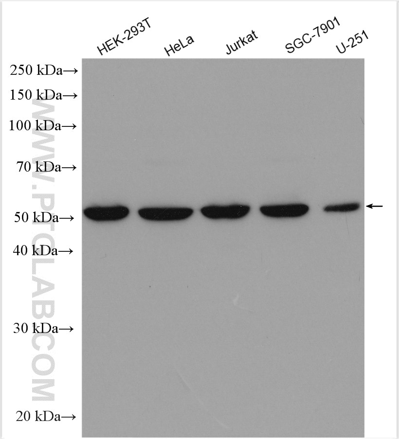 WB analysis using 29765-1-AP