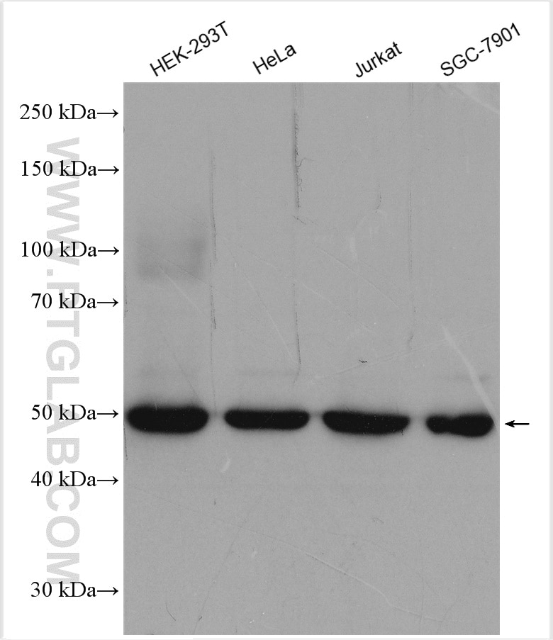 Western Blot (WB) analysis of various lysates using POLD2 Polyclonal antibody (29765-1-AP)