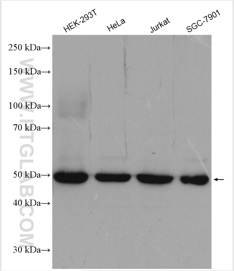 WB analysis using 29765-1-AP