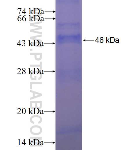 POLD2 fusion protein Ag0270 SDS-PAGE