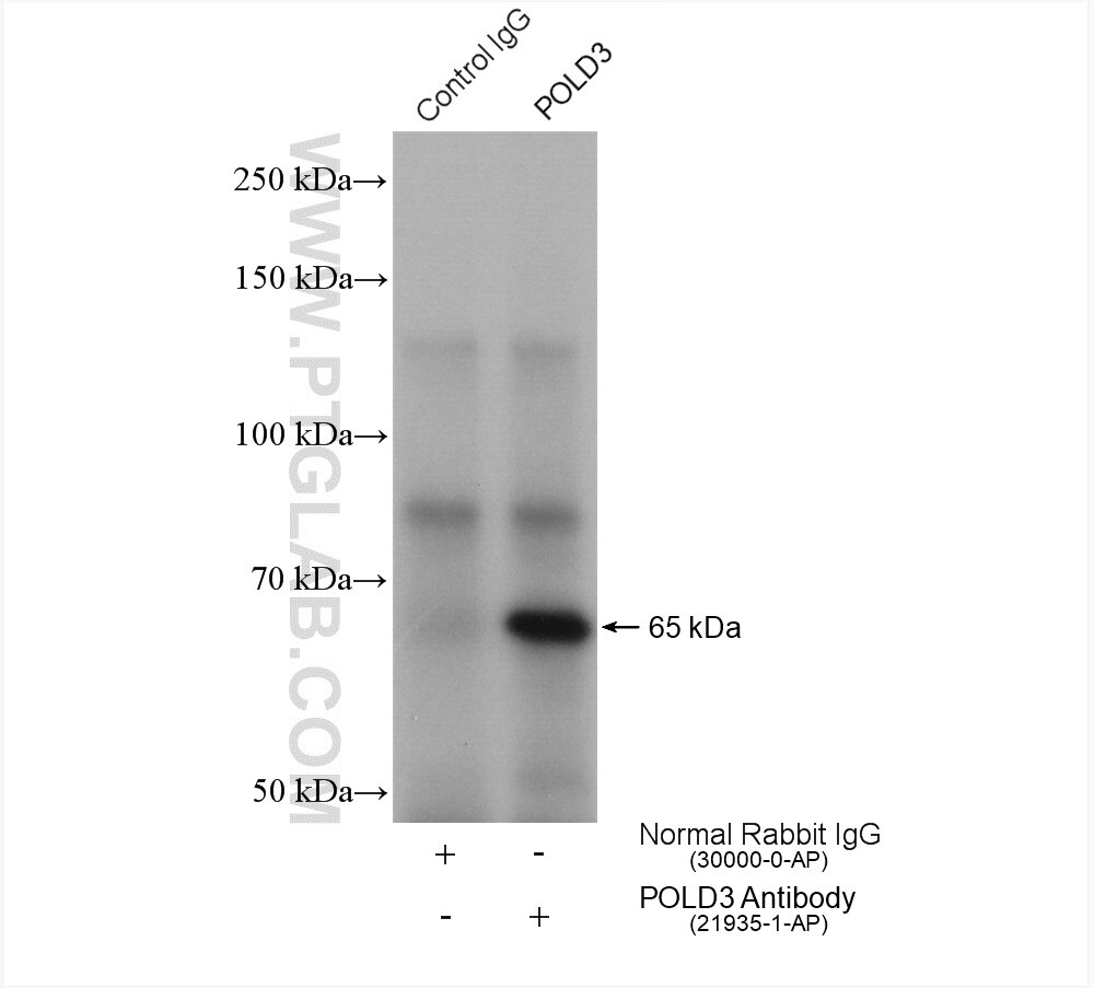 Immunoprecipitation (IP) experiment of MCF-7 cells using POLD3 Polyclonal antibody (21935-1-AP)