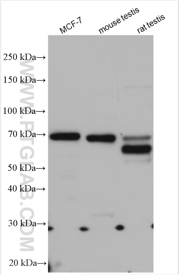 Western Blot (WB) analysis of various lysates using POLD3 Polyclonal antibody (21935-1-AP)