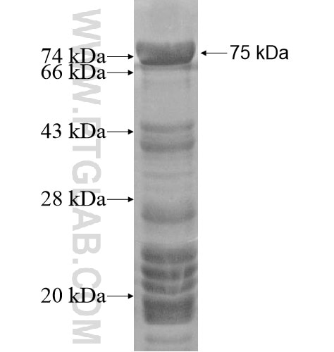 POLD3 fusion protein Ag15893 SDS-PAGE