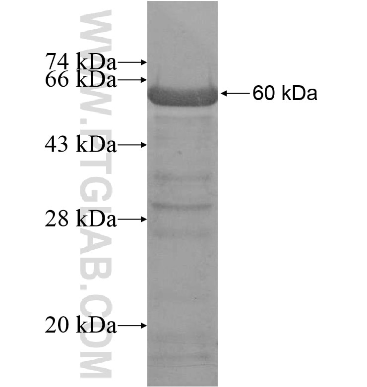 POLD3 fusion protein Ag16570 SDS-PAGE