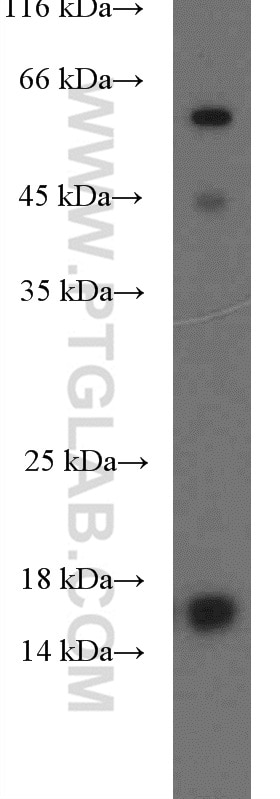 Western Blot (WB) analysis of A549 cells using POLD4 Polyclonal antibody (26209-1-AP)