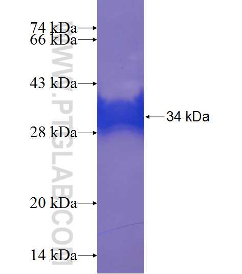 POLD4 fusion protein Ag23924 SDS-PAGE
