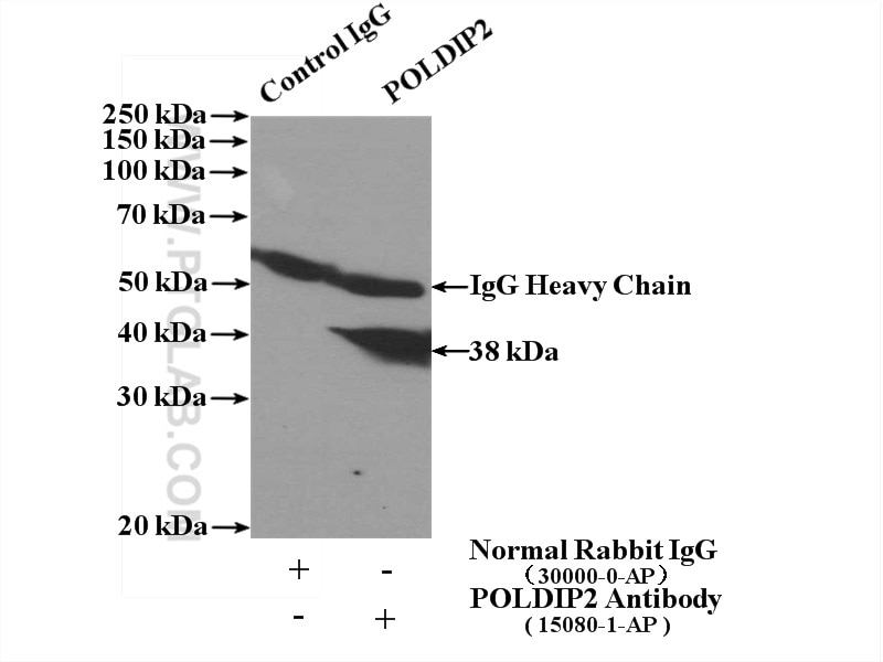Immunoprecipitation (IP) experiment of HeLa cells using POLDIP2 Polyclonal antibody (15080-1-AP)