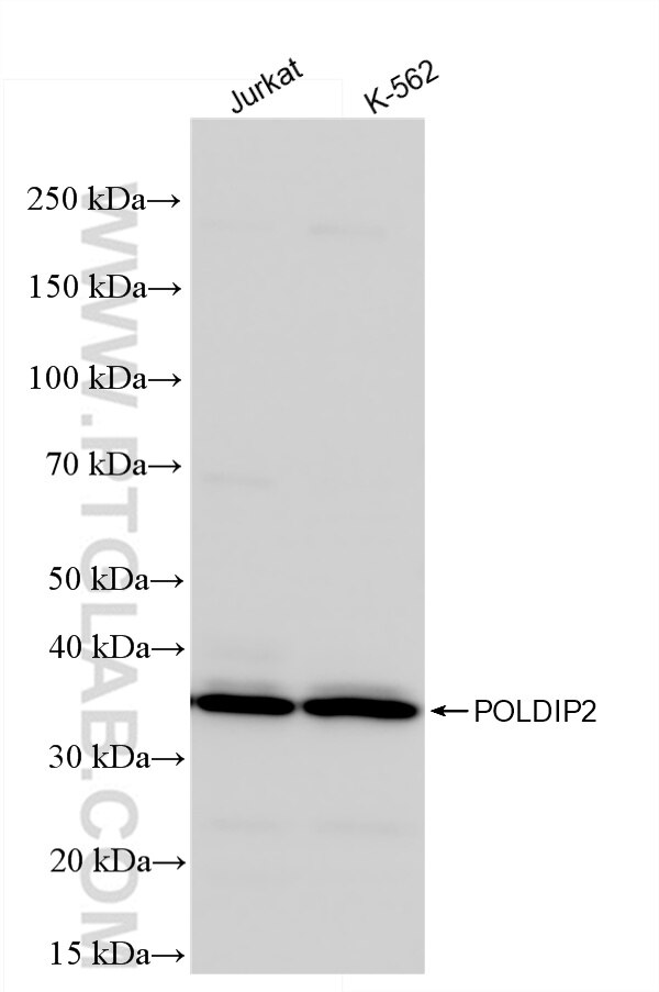 Western Blot (WB) analysis of various lysates using POLDIP2 Polyclonal antibody (15080-1-AP)