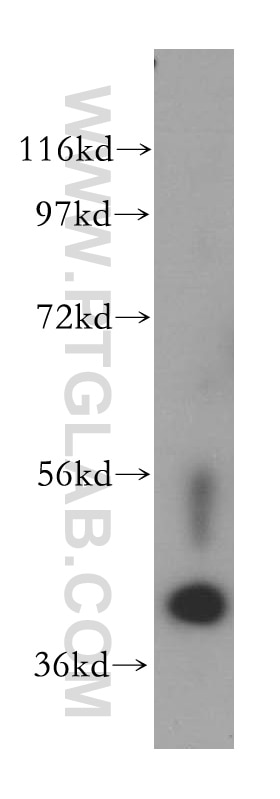 Western Blot (WB) analysis of HepG2 cells using POLDIP2 Polyclonal antibody (15080-1-AP)
