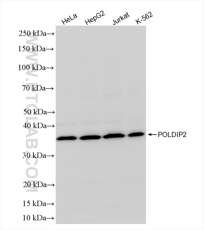 Western Blot (WB) analysis of various lysates using POLDIP2 Recombinant antibody (86232-3-RR)
