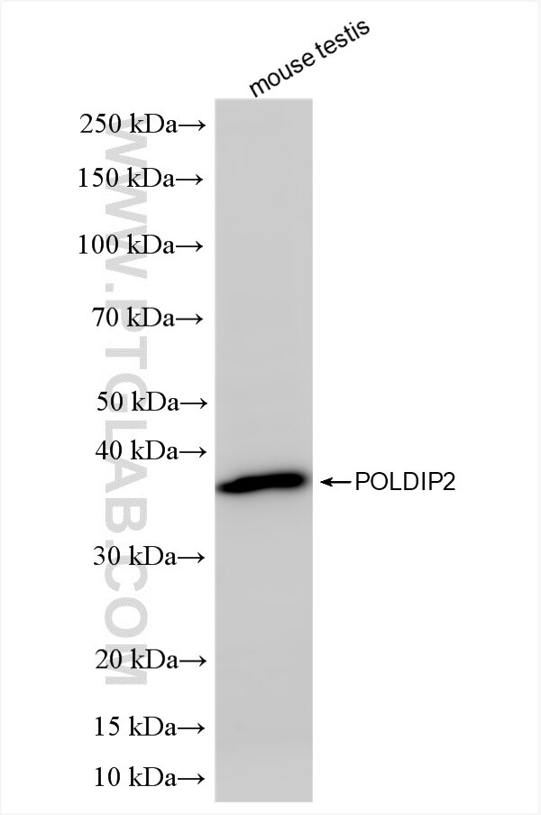 Western Blot (WB) analysis of mouse testis tissue using POLDIP2 Recombinant antibody (86232-3-RR)
