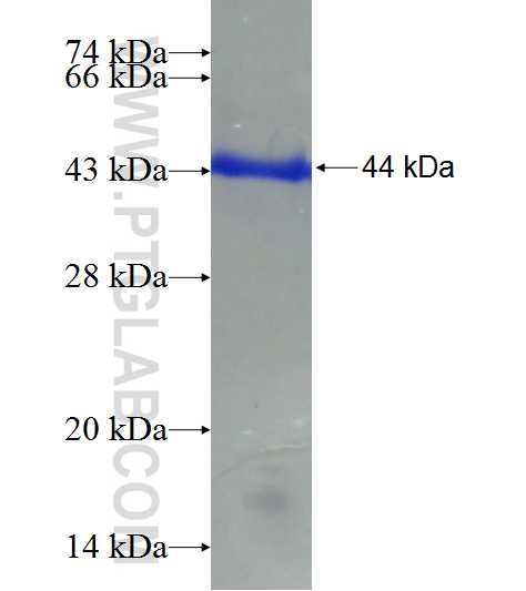 POLDIP2 fusion protein Ag7087 SDS-PAGE