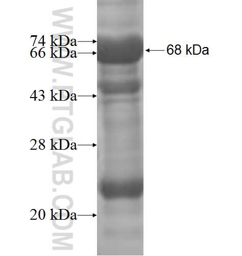 POLDIP2 fusion protein Ag7154 SDS-PAGE