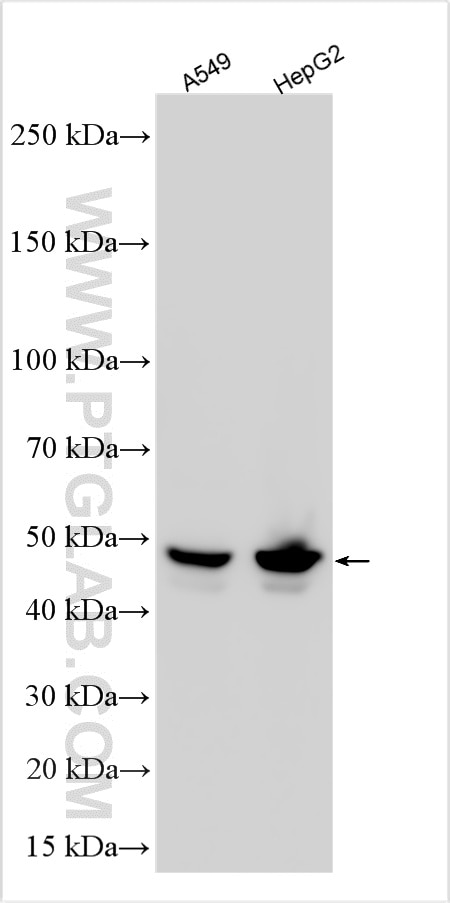 Western Blot (WB) analysis of various lysates using SKAR Polyclonal antibody (17466-1-AP)