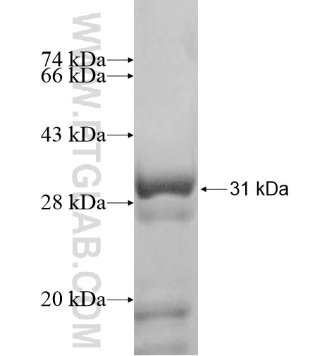 POLDIP3 fusion protein Ag11338 SDS-PAGE