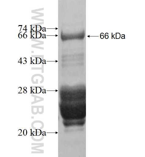 POLE fusion protein Ag9833 SDS-PAGE