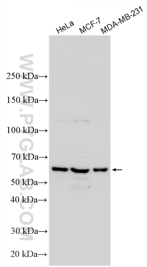 Western Blot (WB) analysis of various lysates using POLE2 Polyclonal antibody (33482-1-AP)
