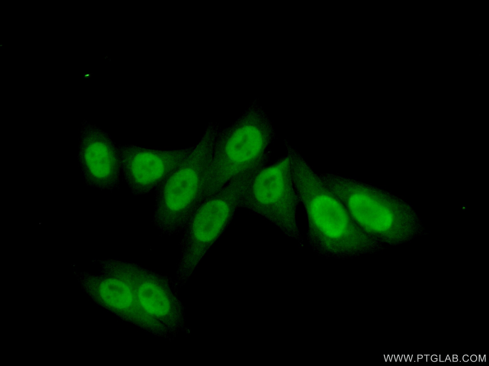 Immunofluorescence (IF) / fluorescent staining of HepG2 cells using POLE3 Polyclonal antibody (15278-1-AP)