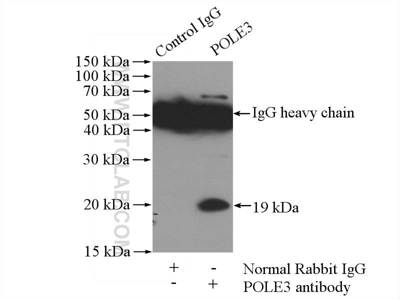 Immunoprecipitation (IP) experiment of HepG2 cells using POLE3 Polyclonal antibody (15278-1-AP)