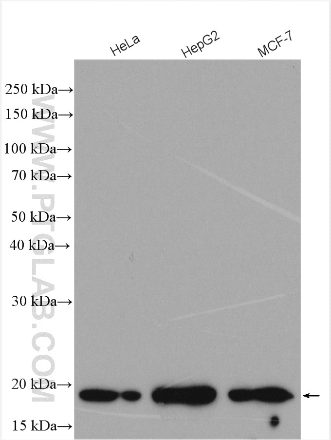 Western Blot (WB) analysis of various lysates using POLE3 Polyclonal antibody (15278-1-AP)