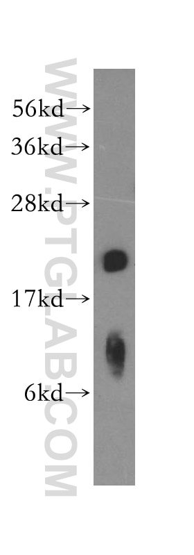 Western Blot (WB) analysis of MCF-7 cells using POLE3 Polyclonal antibody (15278-1-AP)