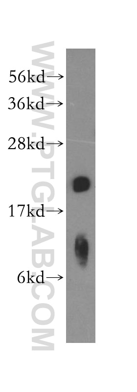 WB analysis of MCF-7 using 15278-1-AP