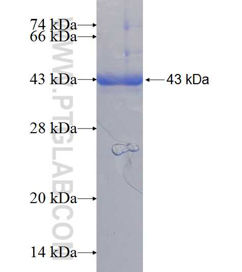 POLE3 fusion protein Ag7396 SDS-PAGE
