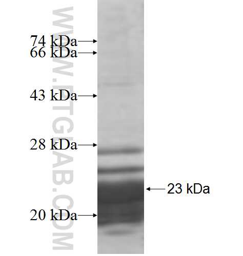 POLE3 fusion protein Ag7871 SDS-PAGE