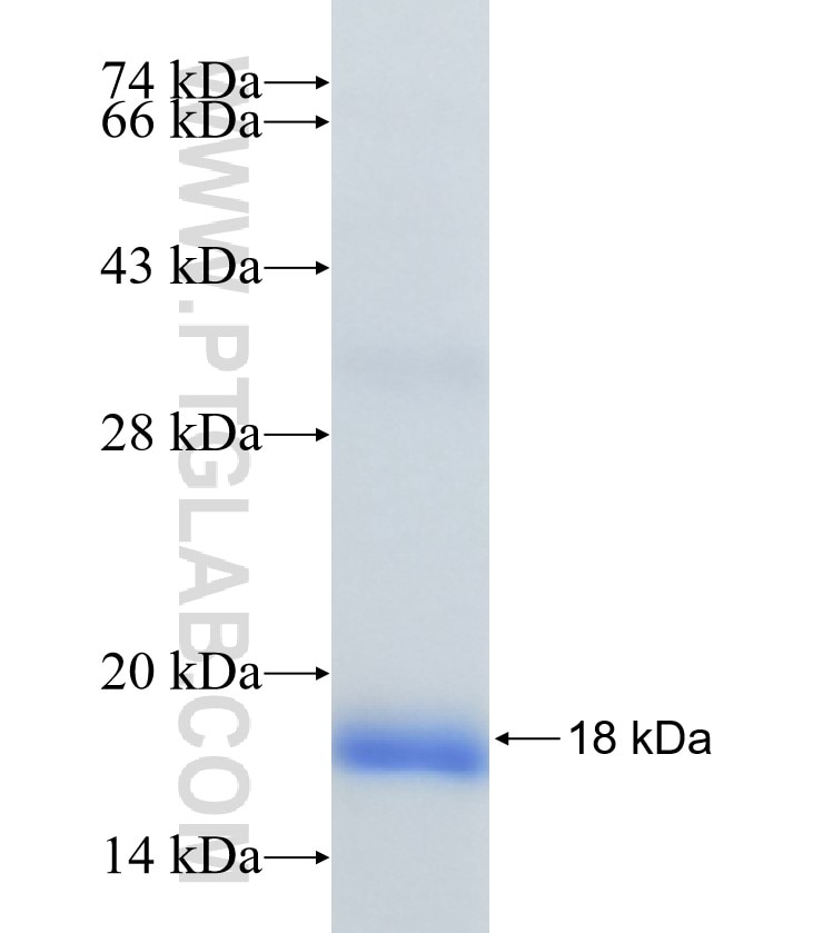 POLE4 fusion protein Ag11565 SDS-PAGE