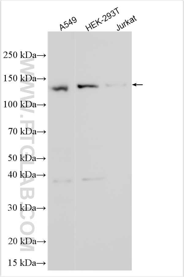 Western Blot (WB) analysis of various lysates using POLG Polyclonal antibody (14110-1-AP)