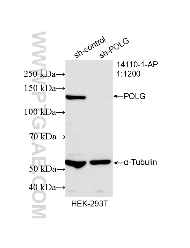 Western Blot (WB) analysis of HEK-293T cells using POLG Polyclonal antibody (14110-1-AP)