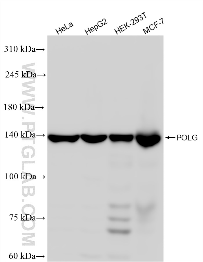Western Blot (WB) analysis of various lysates using POLG Recombinant antibody (83670-1-RR)